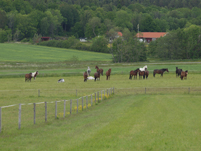 Hästar 1